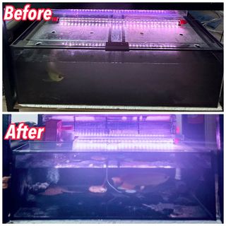 (Category: ) located in . Submitted by pisces_man_aquarium_services (Listing ID 1423999390, Image 1). Description: .