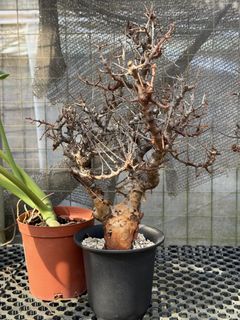 (Category: ) located in . Submitted by desert.grower (Listing ID 1424136374, Image 1). Description: .