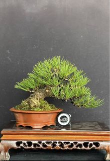 (Category: ) located in . Submitted by plants_plants (Listing ID 1424114228, Image 1). Description: .