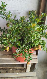 (Category: ) located in . Submitted by jtflorist (Listing ID 1411445870, Image 1). Description: .