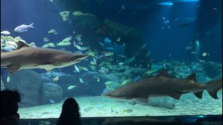 (Category: ) located in . Submitted by discounttickets (Listing ID 1424104699, Image 1). Description: .