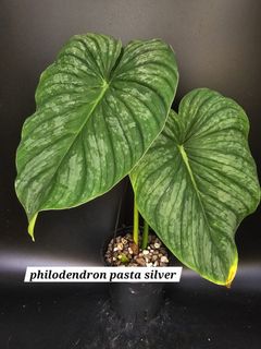 (Category: ) located in . Submitted by plant_farmer (Listing ID 1424092134, Image 1). Description: .