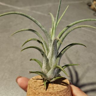 （分類：）位於 。 由 LaReve 提交（商品編號 1425914027，圖片 1）。簡介： 。