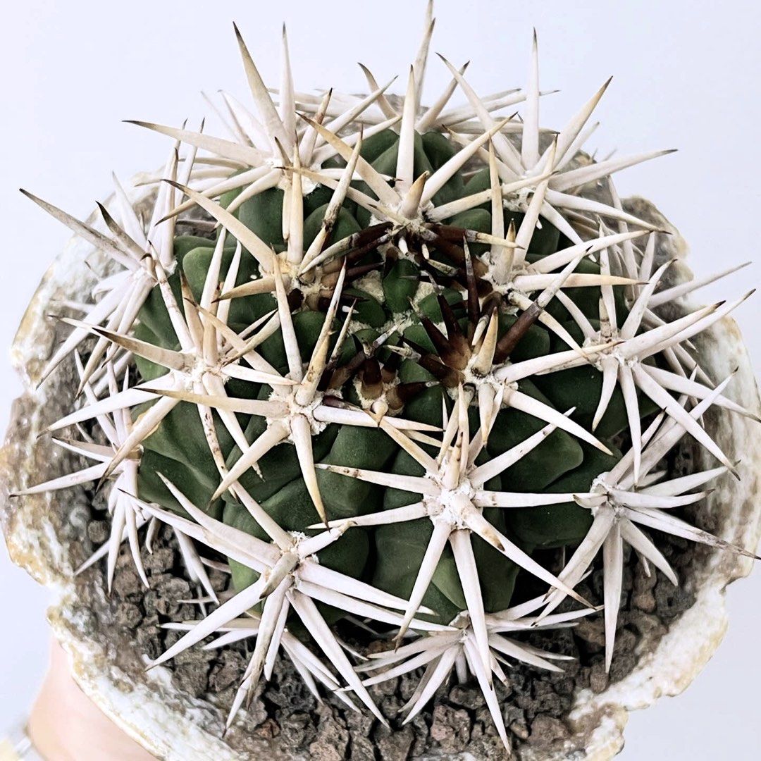 狂暴刺 碧岩玉|Gymnocalycium ambatoense / hybopleurum|———|塊根植物|象牙宮|龜甲龍|曲刺妖炎|橄欖 ...