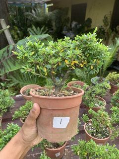(Category: ) located in . Submitted by rumahanthu (Listing ID 1425821889, Image 1). Description: .