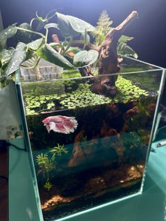 (Category: ) located in . Submitted by built_to_nature (Listing ID 1425926456, Image 1). Description: .