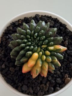 (Category: ) located in . Submitted by cactus.amplified (Listing ID 1425858596, Image 1). Description: .