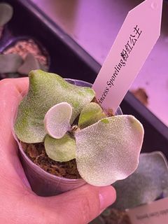 （分類：）位於 。 由 chanwinwing 提交（商品編號 1425940368，圖片 1）。簡介： 。