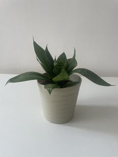 （分類：）位於 。 由 gargarden 提交（商品編號 1425842701，圖片 1）。簡介： 。