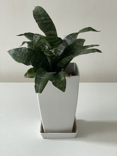 （分類：）位於 。 由 gargarden 提交（商品編號 1425842221，圖片 1）。簡介： 。