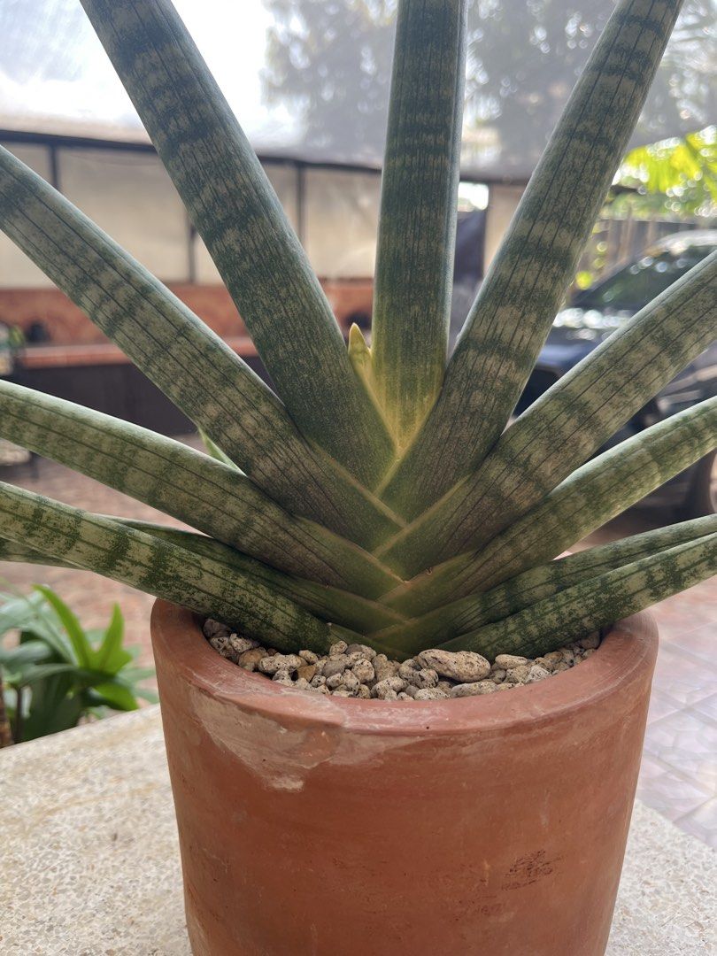 Starfish succulent Plant (Category: Plants & Seeds) located in Marikina City. Submitted by crewstuff (Listing ID 1407073789, Image 2). Description: .
