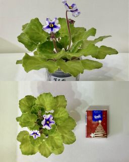 （分類：）位於 。 由 cc_agave 提交（商品編號 1426034435，圖片 1）。簡介： 。