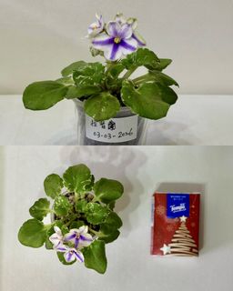 （分類：）位於 。 由 cc_agave 提交（商品編號 1426034138，圖片 1）。簡介： 。