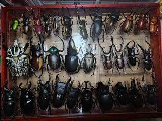 (Category: ) located in . Submitted by niropa (Listing ID 1426120390, Image 1). Description: .