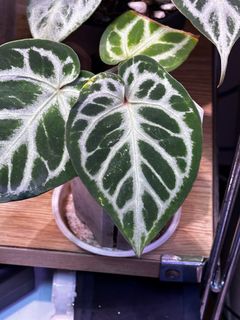（分類：）位於 。 由 planatics 提交（商品編號 1426141908，圖片 1）。簡介： 。