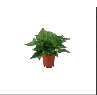 (Category: ) located in . Submitted by leafnbloom (Listing ID 1426103687, Image 1). Description: .