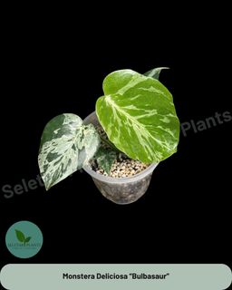 (Category: ) located in . Submitted by seletar_plants (Listing ID 1426121126, Image 1). Description: .