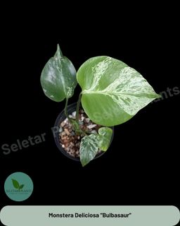 (Category: ) located in . Submitted by seletar_plants (Listing ID 1426121170, Image 1). Description: .