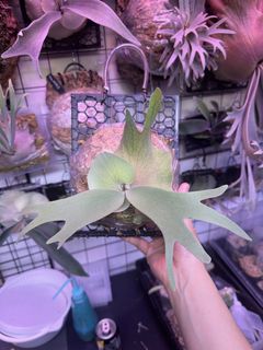 （分類：）位於 。 由 enigma04 提交（商品編號 1426184059，圖片 1）。簡介： 。