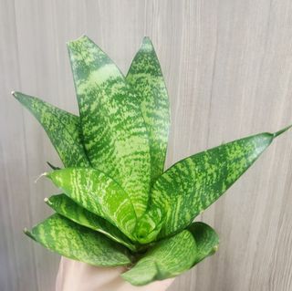 （分類：）位於 。 由 tigtig123 提交（商品編號 1426185113，圖片 1）。簡介： 。
