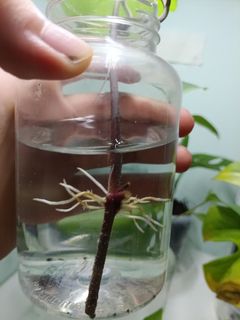(Category: ) located in . Submitted by plant-cartel-boss (Listing ID 1426334154, Image 1). Description: .