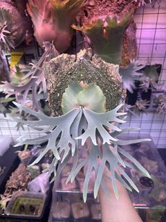 （分類：）位於 。 由 enigma04 提交（商品編號 1426186077，圖片 1）。簡介： 。