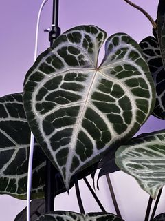 （分類：）位於 。 由 planatics 提交（商品編號 1426249073，圖片 1）。簡介： 。