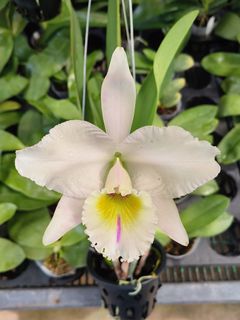 In Bloom  Collection item 2