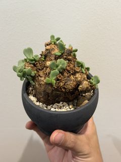 (Category: ) located in . Submitted by desert.grower (Listing ID 1426492341, Image 1). Description: .
