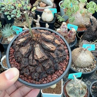 (Category: ) located in . Submitted by planterra (Listing ID 1426422959, Image 1). Description: .