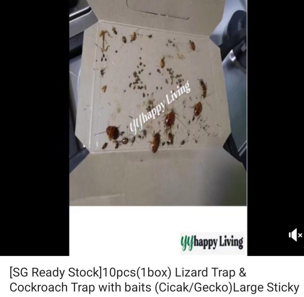 Green Killer Cockroach & Lizard Trap - 10pcs, Furniture & Home Living ...