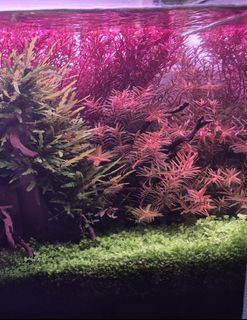(Category: ) located in . Submitted by x3hmpk (Listing ID 1426536396, Image 1). Description: .
