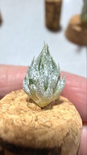 Premium Collection item 1