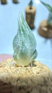 Premium Collection item 2
