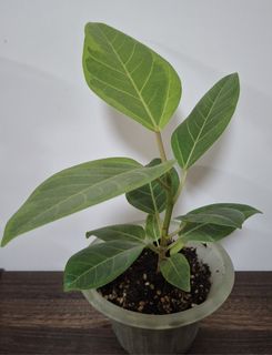 （分類：）位於 。 由 lc128 提交（商品編號 1426625634，圖片 1）。簡介： 。