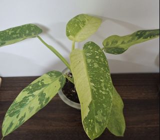 （分類：）位於 。 由 lc128 提交（商品編號 1426634796，圖片 1）。簡介： 。