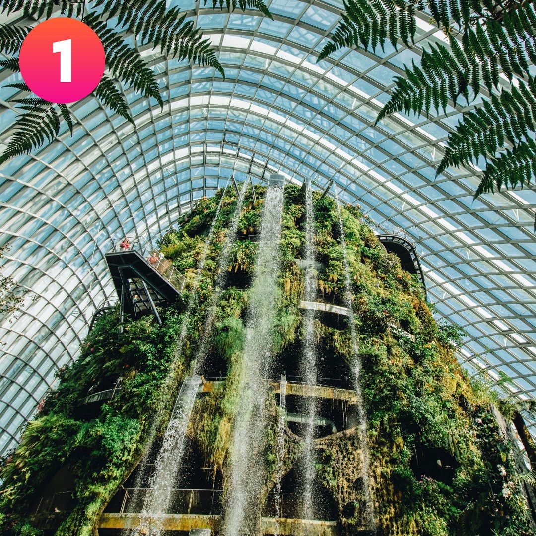 Cloud Forest (Category: Everything Else) located in Singapore. Submitted by raychua_yourhomeneeds (Listing ID 1426667291, Image 1). Description: .