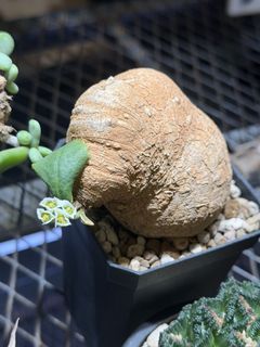 (Category: ) located in . Submitted by cuteplantsworld (Listing ID 1426672947, Image 1). Description: .