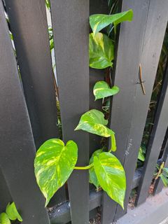(Category: ) located in . Submitted by kcguni (Listing ID 1426697681, Image 1). Description: .