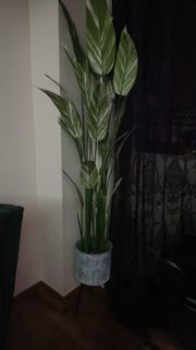 (Category: ) located in . Submitted by misakkey (Listing ID 1426739546, Image 1). Description: .