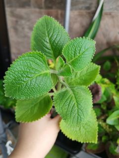 (Category: ) located in . Submitted by arcadelgarden (Listing ID 1427025118, Image 1). Description: .
