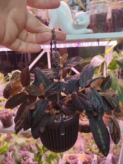 (Category: ) located in . Submitted by arcadelgarden (Listing ID 1427029246, Image 1). Description: .
