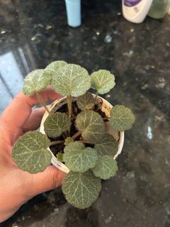 （分類：）位於 。 由 sweetcatcatcat 提交（商品編號 1427006979，圖片 1）。簡介： 。
