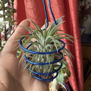 (Category: ) located in . Submitted by fongstreasure (Listing ID 1426975923, Image 1). Description: .