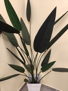 (Category: ) located in . Submitted by anyhowonlyy (Listing ID 1427305245, Image 1). Description: .