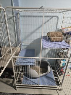 (Category: ) located in . Submitted by pawparent3004 (Listing ID 1427310120, Image 1). Description: .