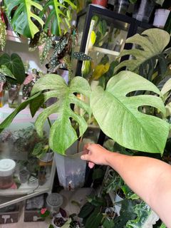 (Category: ) located in . Submitted by planteric (Listing ID 1426094157, Image 1). Description: .