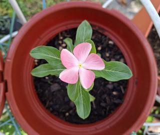 (Category: ) located in . Submitted by kew_plants_n_stuff (Listing ID 1413243851, Image 1). Description: .