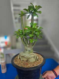 (Category: ) located in . Submitted by florinique.plant (Listing ID 1427323224, Image 1). Description: .