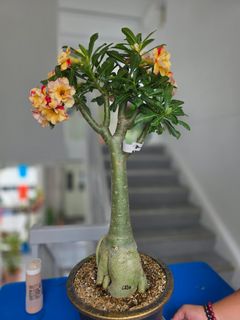 (Category: ) located in . Submitted by florinique.plant (Listing ID 1427325931, Image 1). Description: .